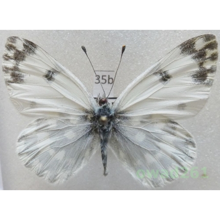 Euchloe ausonia (Hubner, 1805) Bulgaria35b